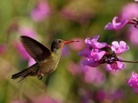 Bird: Green-Hummingbird-hovering-before-pink-flowers