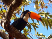 Bird: Red-billed-Toucan-on-branch