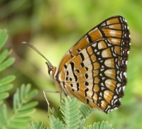 Butterfly: American-copper-butterfly-sideview