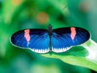 Butterfly: Blue-butterfly-backside