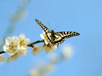 Butterfly: Sakura-butterfly-against-blue-sky