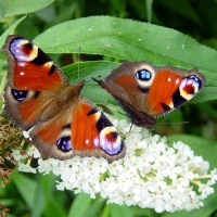 Butterfly: Two-Peacock-butterflies-on-white-Lilac