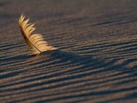 Collection\Beautiful Nature: Feather-in-sand-66