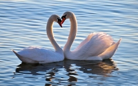 Collection\Msft\Birds: Mute-Swan-Heart