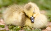 Collection\Msft\Birds: Sleeping-Duckling
