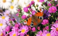 Collection\Msft\Insects: Butterfly-in-Pink-Flowers