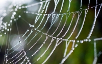Collection\Msft\Insects: Spider-Web