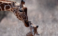 Collection\Msft\Mammals: Giraffe-with-its-Calf-(Giraffa-camelopardalis)