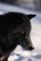 Collection\Msft\Mammals\Wolf: Black-wolf-en-profile