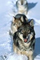 Collection\Msft\Mammals\Wolf: Pack-of-Gray-Wolves-in-Snow