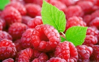 Collection\Msft\Plants\Agriculture: European-Raspberries