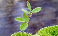 Collection\Msft\Plants: Beech-Tree-Sapling