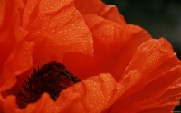 Collection\Msft\Plants\Garden: Orange-Poppy