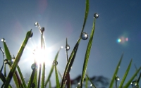 Collection\Msft\Plants: Morning-Dew