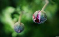 Collection\Msft\Plants: Pink-Poppy-Bud