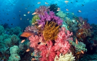 Collection\Msft\Sea: Coral-Reef-West-Papua-Indonesia