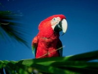 Collection\Nature Portraits: Red-parrot-2