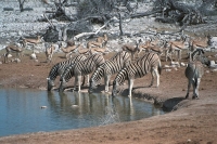 WildLife: Zebras-At-Waterhole