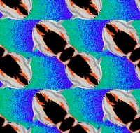 MixedPixels\Anim: Flying-Dolphins-Animation-RGES