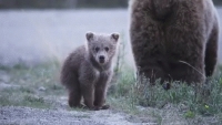 Animation: Young-bear-standing-up-in-Bear-family---animation