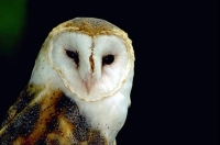Bird: Barn-Owl