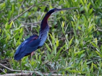 Bird: Blue-Heron-on-the-lookout-between-willow-branches