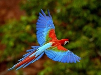 Bird: Blue-red-Amazon-Parrot-(Macaw,-Psittacidae)