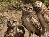 Bird: Four-young-Owls
