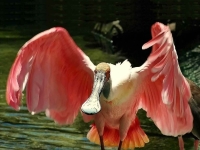 Bird: Pink-Spoonbill
