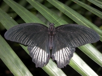 Butterfly: Black-butterfly-backside-(Limenitis)