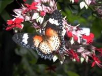 Butterfly: Butterfly-among-red-flowers