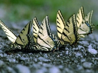Butterfly: Four-yellow-butterflies-on-ground-sideview