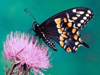Butterfly: Monarch-butterfly-on-pink-thistle-flower