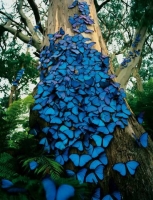 Butterfly: Tree-trunk-full-with-blue-butterflies