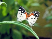 Butterfly: Two-butterflies-mating-on-green-pedicel
