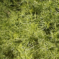 Collection\Adbe: Asparagus-fern