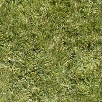 Collection\Adbe: Grass