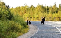 Collection\Animal Families: Bear-with-3-youngsters-on-the-road