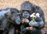 Collection\Animal Families: Chimpanzee-family