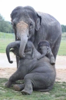 Collection\Animal Families: Elephant-with-2-young