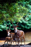 Collection\Animal Families: Fallow-deer-family