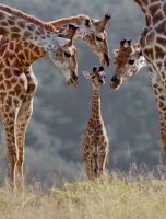 Collection\Animal Families: Giraffes-admiring-baby-giraffe
