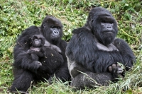 Collection\Animal Families: Gorilla-family