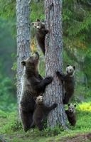 Collection\Animal Families: Mother-Bear-with-4-youngsters-in-tree