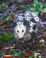 Collection\Animal Families: Opossum-with-many-kids-on-back