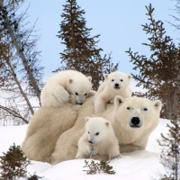 Collection\Animal Families: Polar-bear-with-three-youngsters