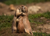 Collection\Animal Families: Prairie-Dog-family