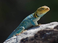 Collection\Beautiful Nature: Agama-Lizard