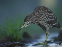 Collection\Beautiful Nature: American-bittern-(Botaurus-lentiginosus)