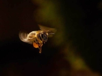 Collection\Beautiful Nature: Bee-with-pollen-61